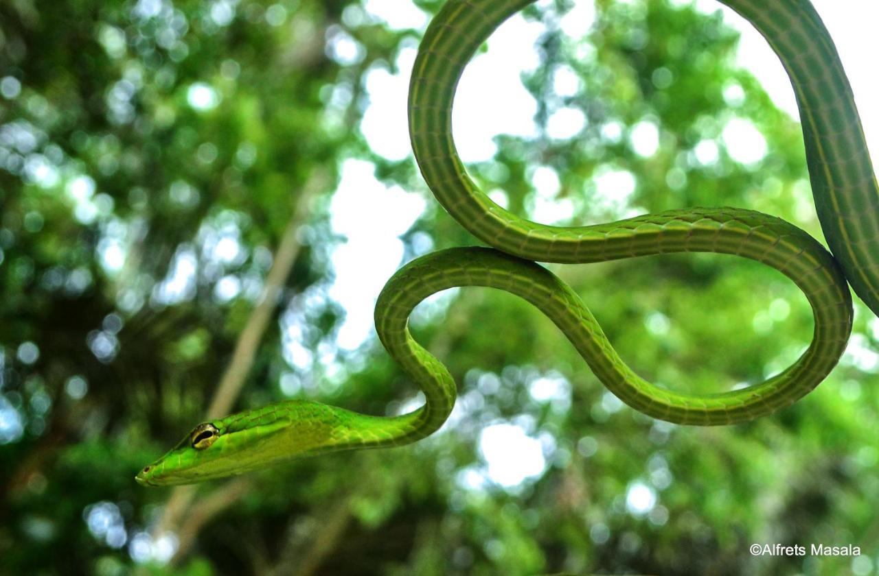 Tangkoko Ranger Homestay بيتونغْ المظهر الخارجي الصورة
