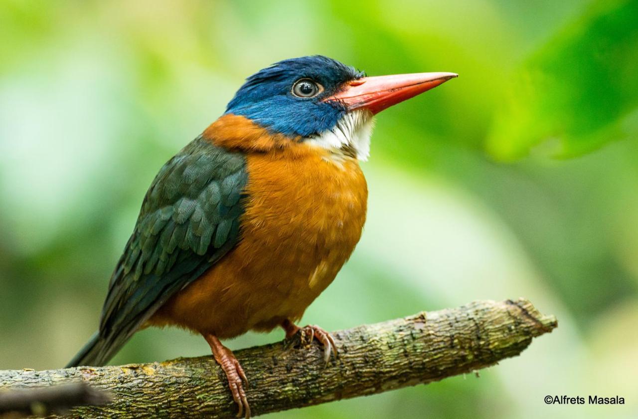 Tangkoko Ranger Homestay بيتونغْ المظهر الخارجي الصورة