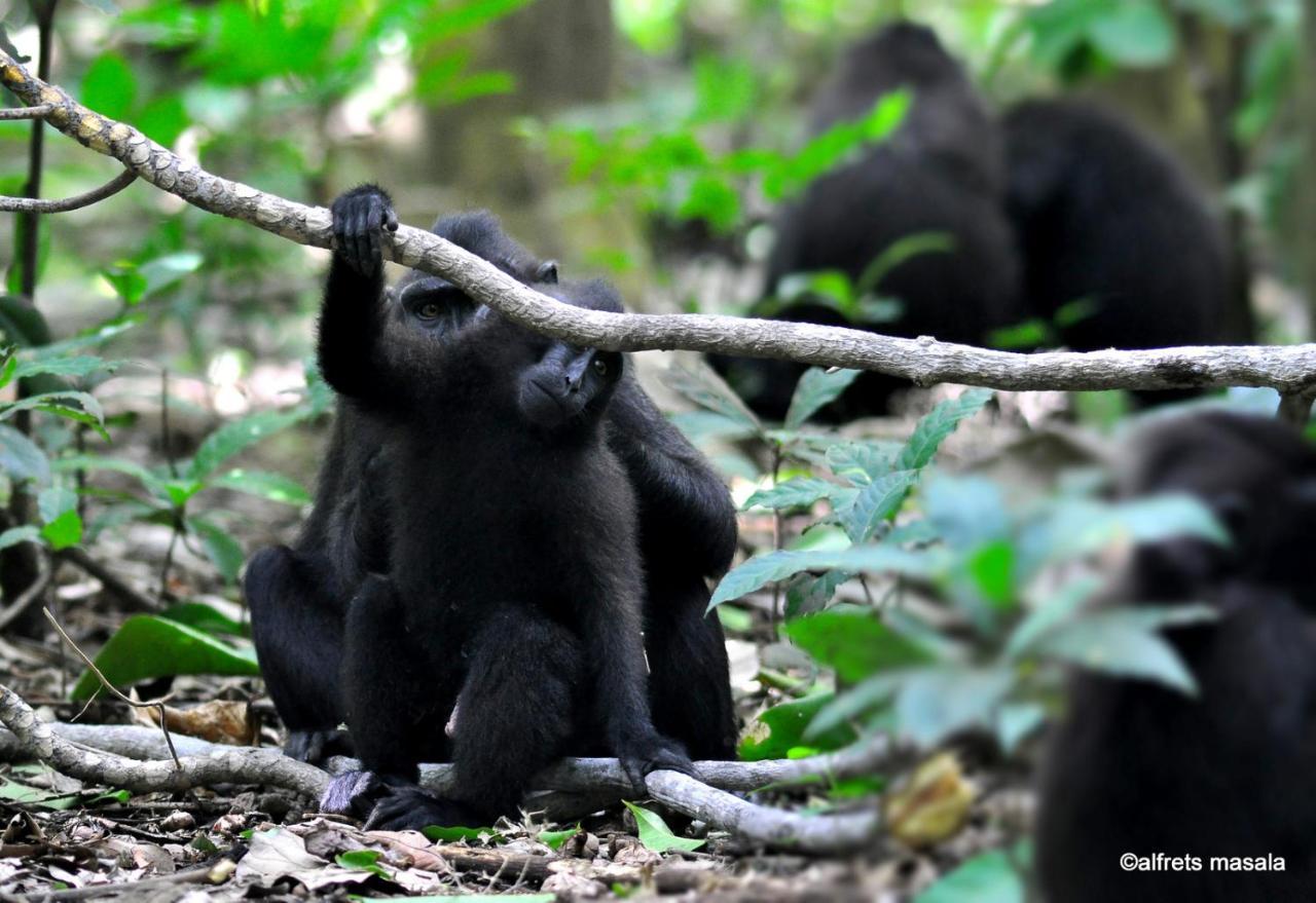 Tangkoko Ranger Homestay بيتونغْ المظهر الخارجي الصورة